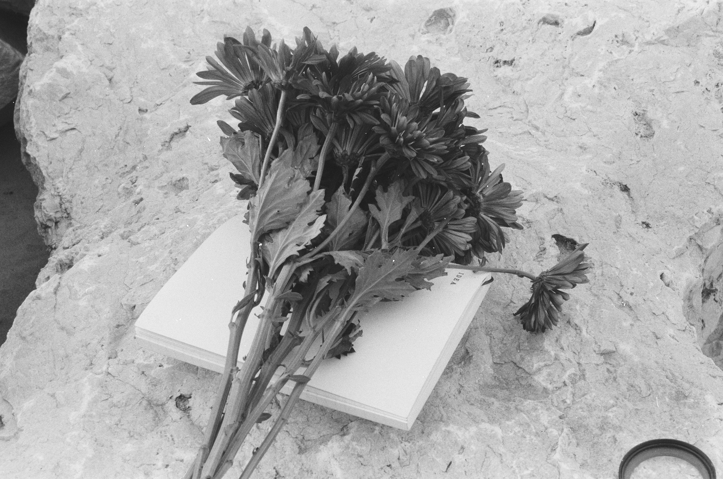 A photo of flowers and a notebook labeled 'idea' at the lakeshore.